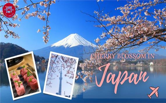 Tour 6 Ngày 5 Đêm Mùa Hoa Anh Đào Nhật Bản 2023: Osaka - Kyoto - Tokyo